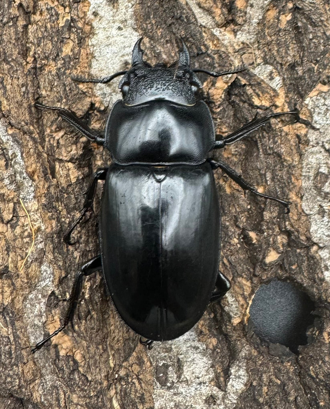 【WD】《マンディブラリスフタマタ 76mm ペア》