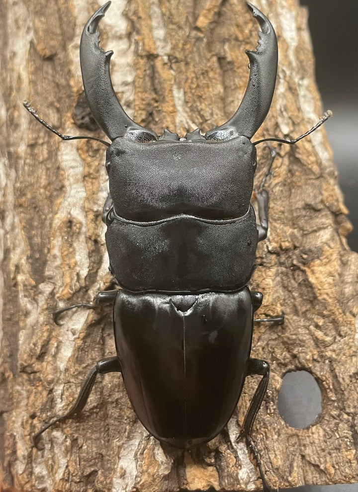 【WD】大型《北カマリネスヒラタ 93mm ペア》