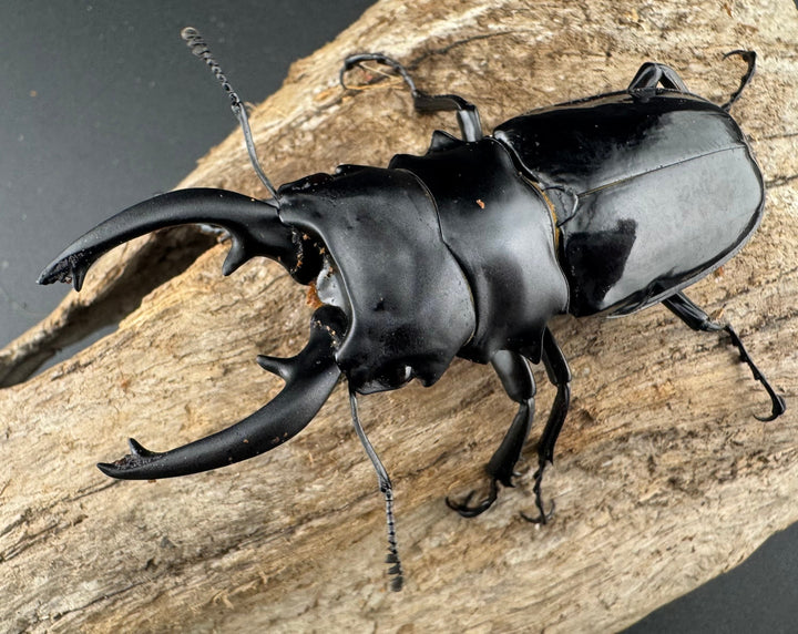 【WD】《ルディカツヤクワガタ 79mm ペア》