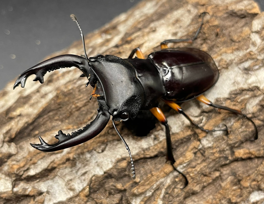 【WD】大型大歯《インペリアリスツヤクワガタ 66mm A’品ペア》