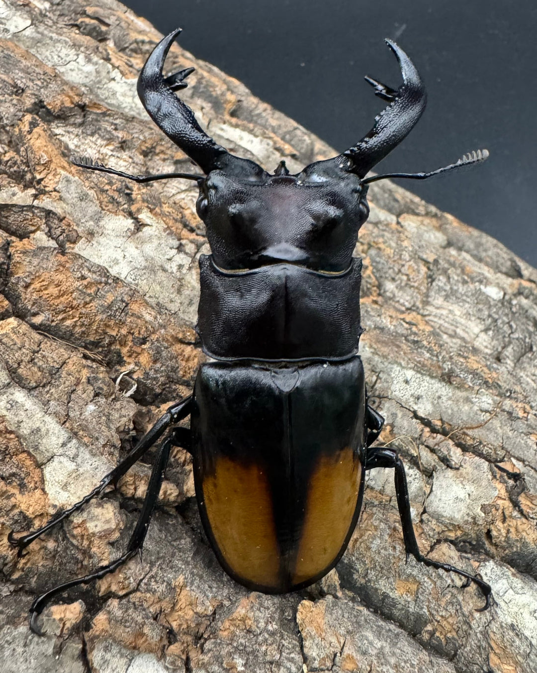 【WD】《セアカフタマタ（パリーフタマタ） 81mm ペア》