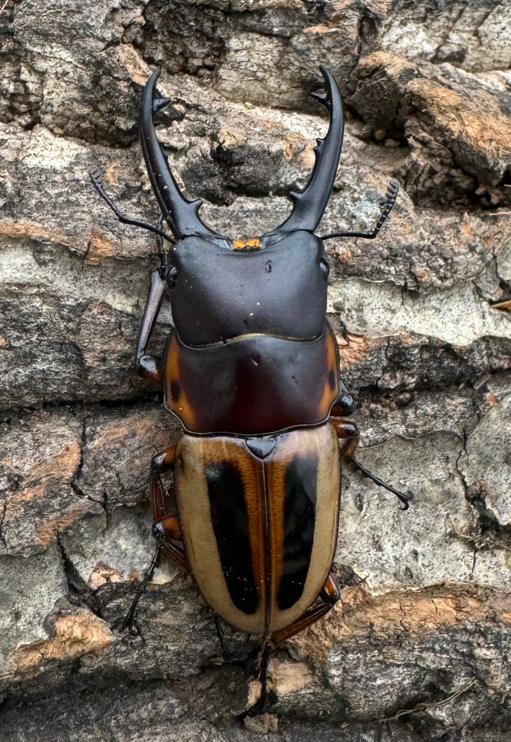 【WD】《ラテラリスノコギリ亜種マイリーン カタンドゥアネス産 46.5mm ペア》