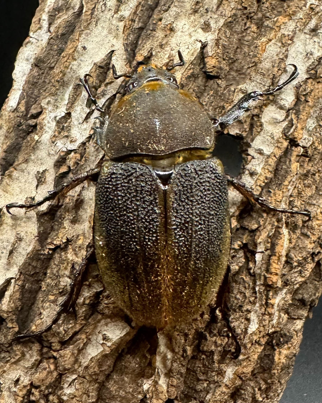 《ヘラクレス・ヘラクレス 122mm ペア》