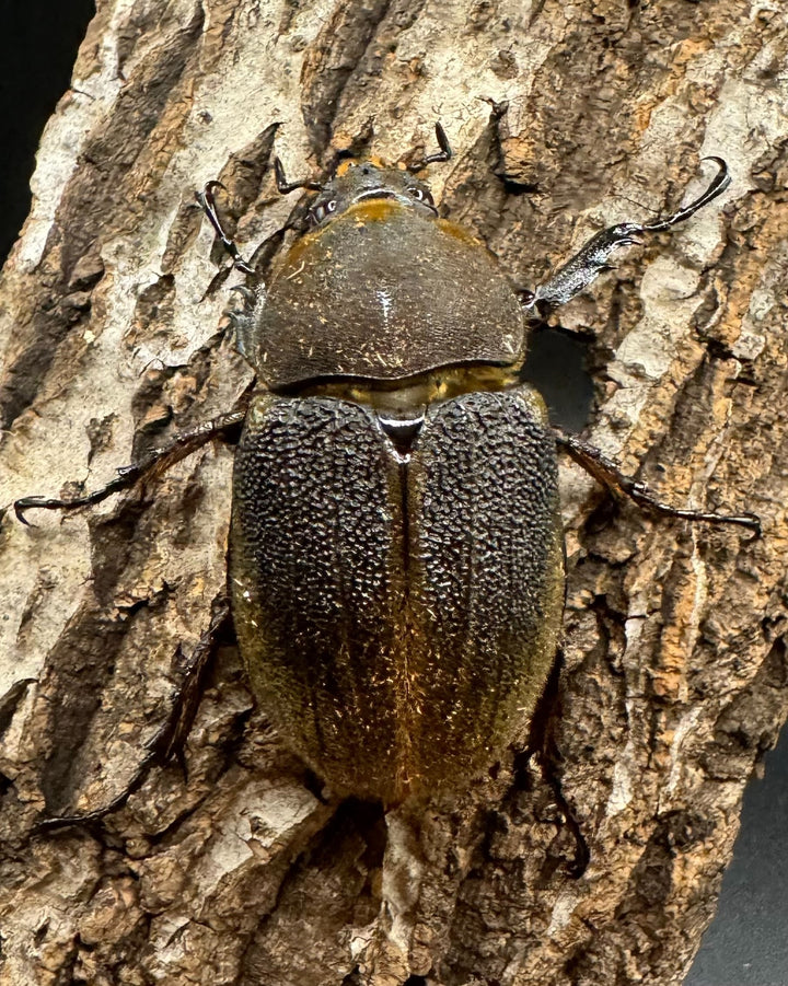 《ヘラクレス・ヘラクレス 122mm ペア》