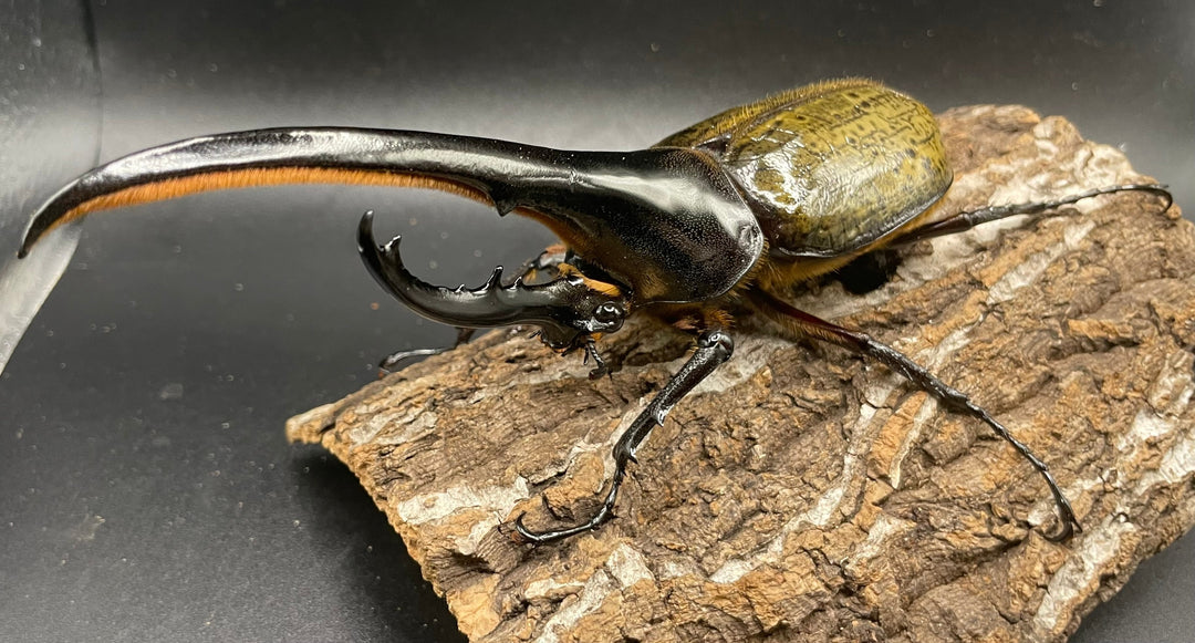 《ヘラクレス・ヘラクレス 147mm ペア》