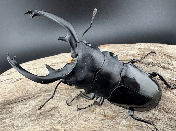 【WD】《インターメディアツヤクワガタ パラワン産 93mm ペア》