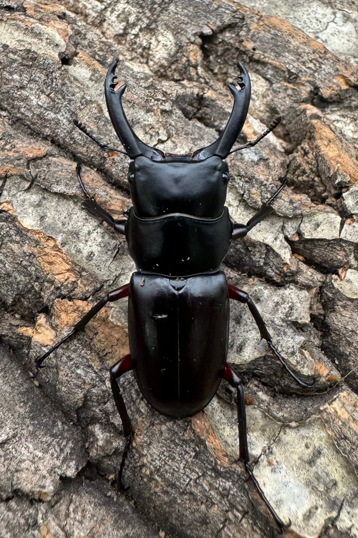 【WD】《アカアシクワガタ 山梨県産 46.5mm ペア》