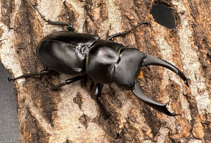 【WD】《ブラナウンコクワ 貢山産 56mm ♂A'品ペア》