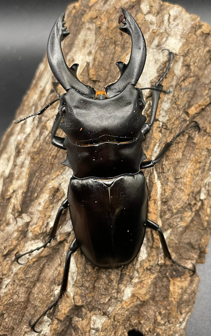 【WD】大型《ミンダナオアルケスツヤクワガタ 89mm ペア》