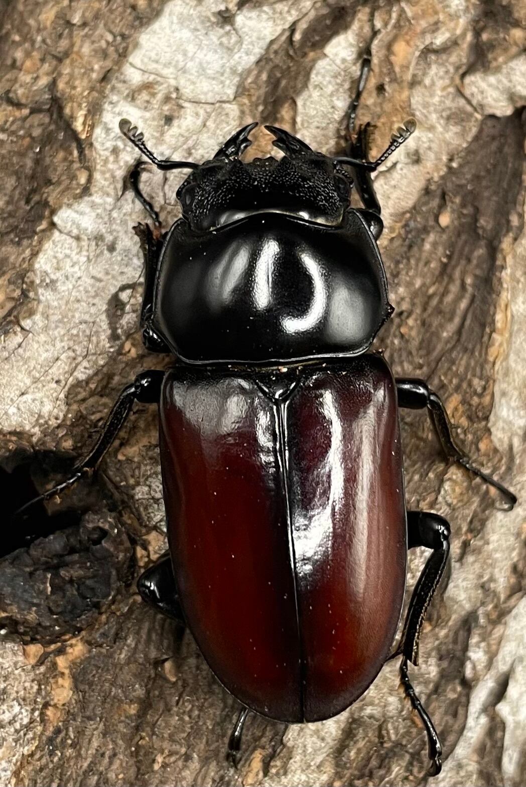 《アローコクワ亜種リエン 64mm ♂♀♀トリオ》