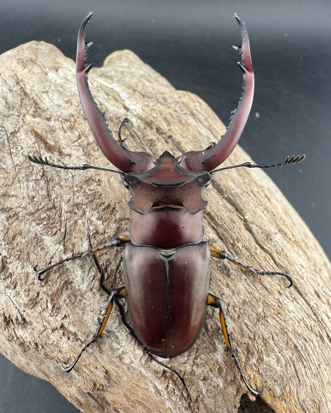 【WD】《アングスティコルニスミヤマ 67mm ペア》