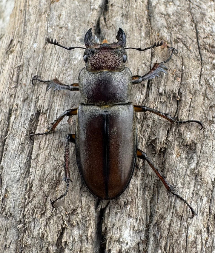 【WD】《フォルモサスミヤマクワガタ 50mm ペア》