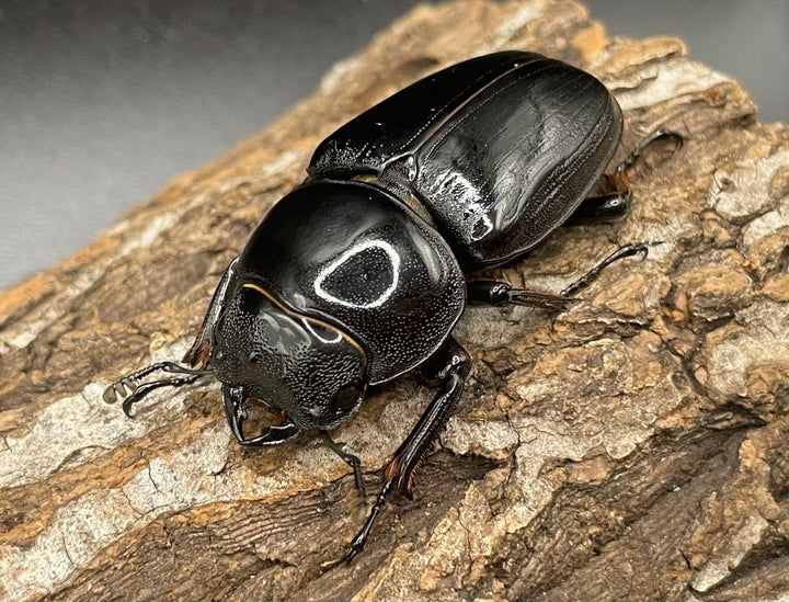 《インドグランディス亜種moriyai Garda95.0血統 77mm ペア》