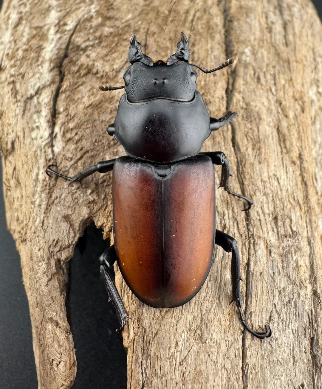 【WD】《マクレイコクワ チベット産 67mm A'品ペア》