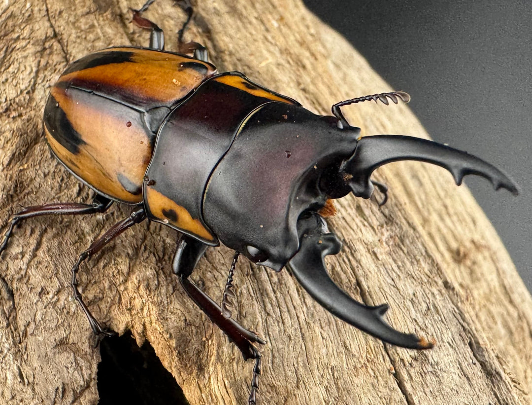 【WD】《ファブリースノコギリ原名亜種 60mmm ペア》