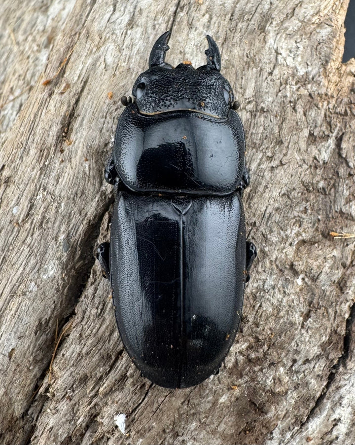 【WD】《パラワンオオヒラタ 91.5mm ペア》