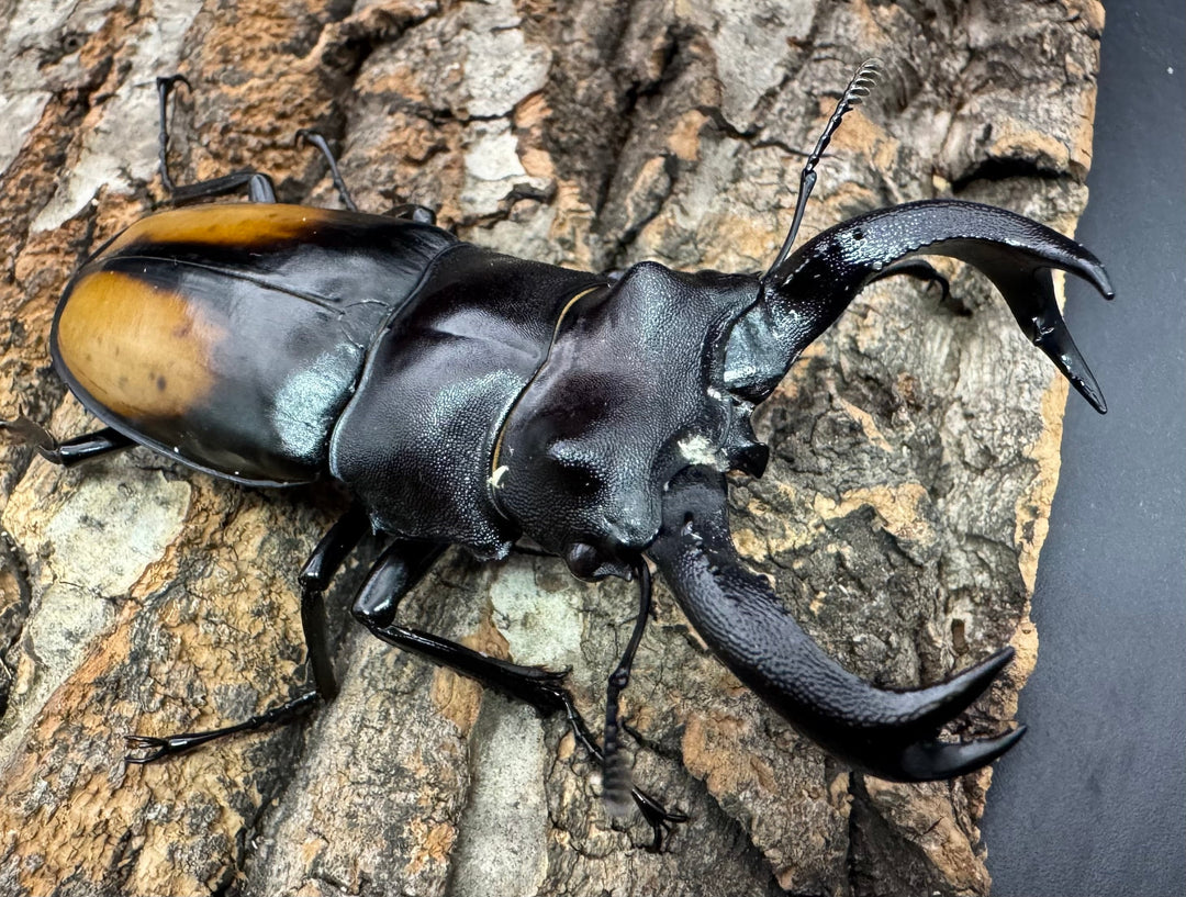 【WD】《セアカフタマタ（パリーフタマタ） 80.5mm ペア》