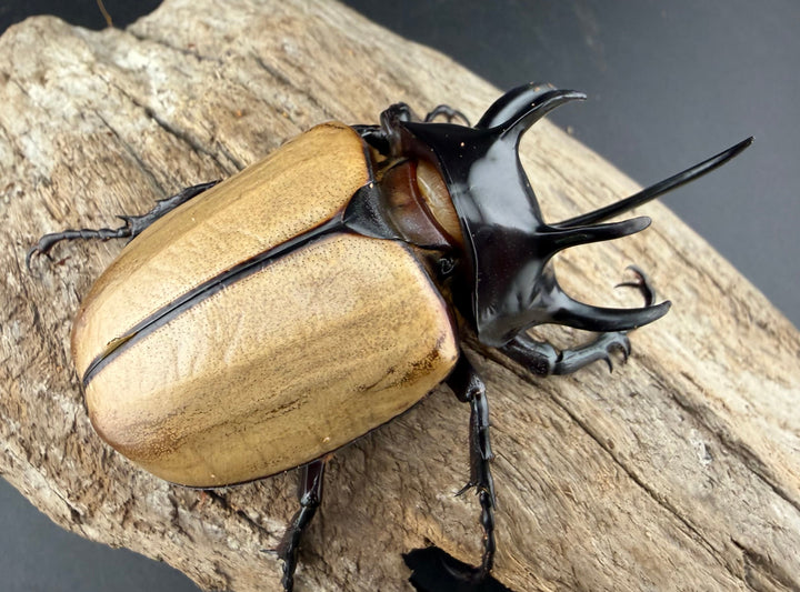 【WD】《ゴホンツノカブト原名亜種 タイ産 83mm ペア》