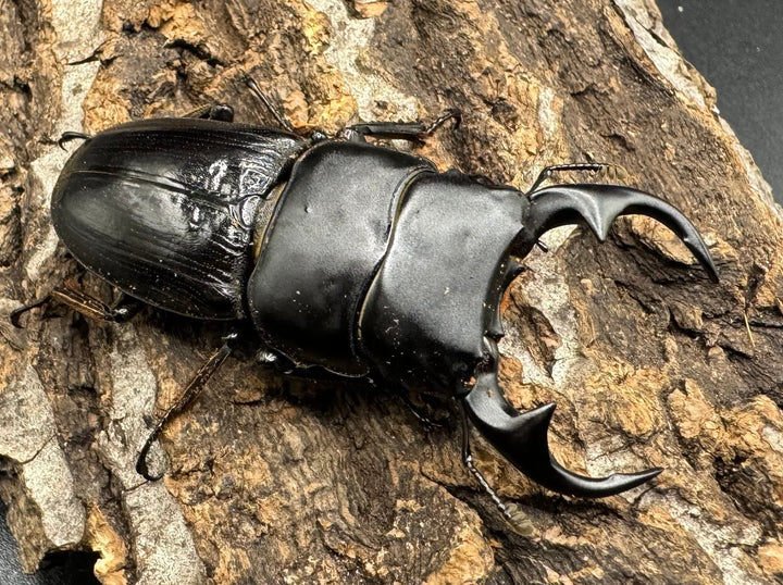 【WD】《ミンダナオパリーオオクワ  ペア》