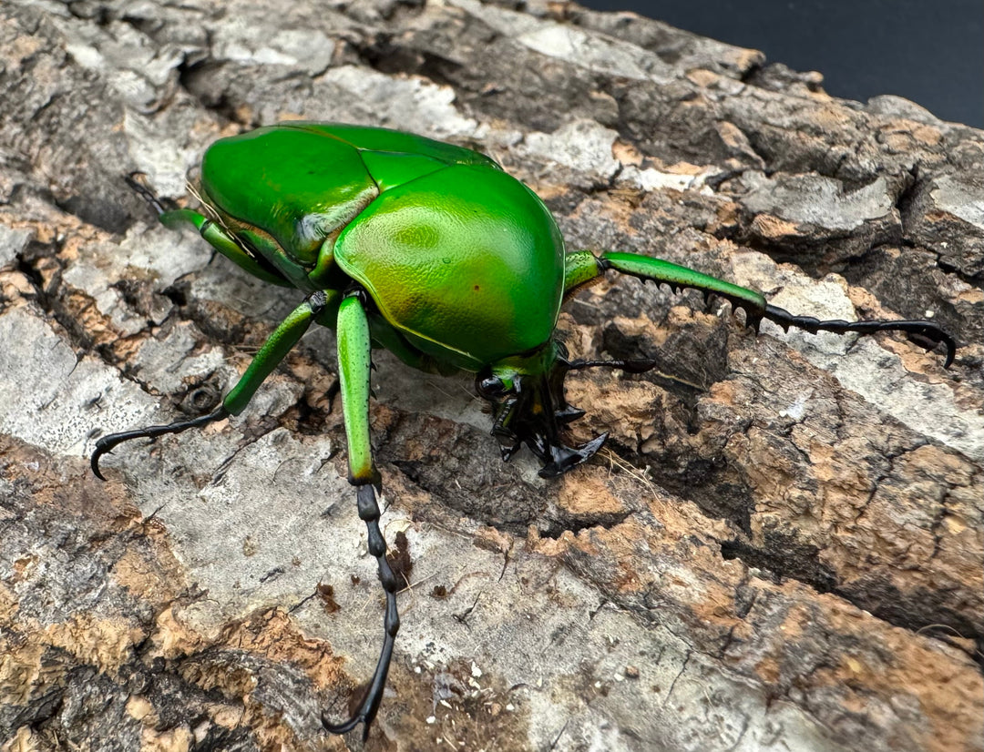《ミカンスオオツノカナブン 45mm ペア》