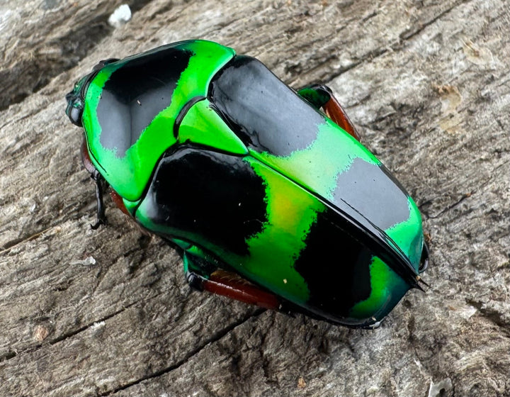 【WD】《マックレーツヤカナブン ペア》②