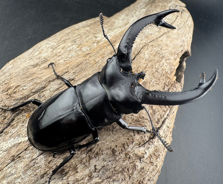 【WD】《ブケットフタマタクワガタ 73mm ペア》