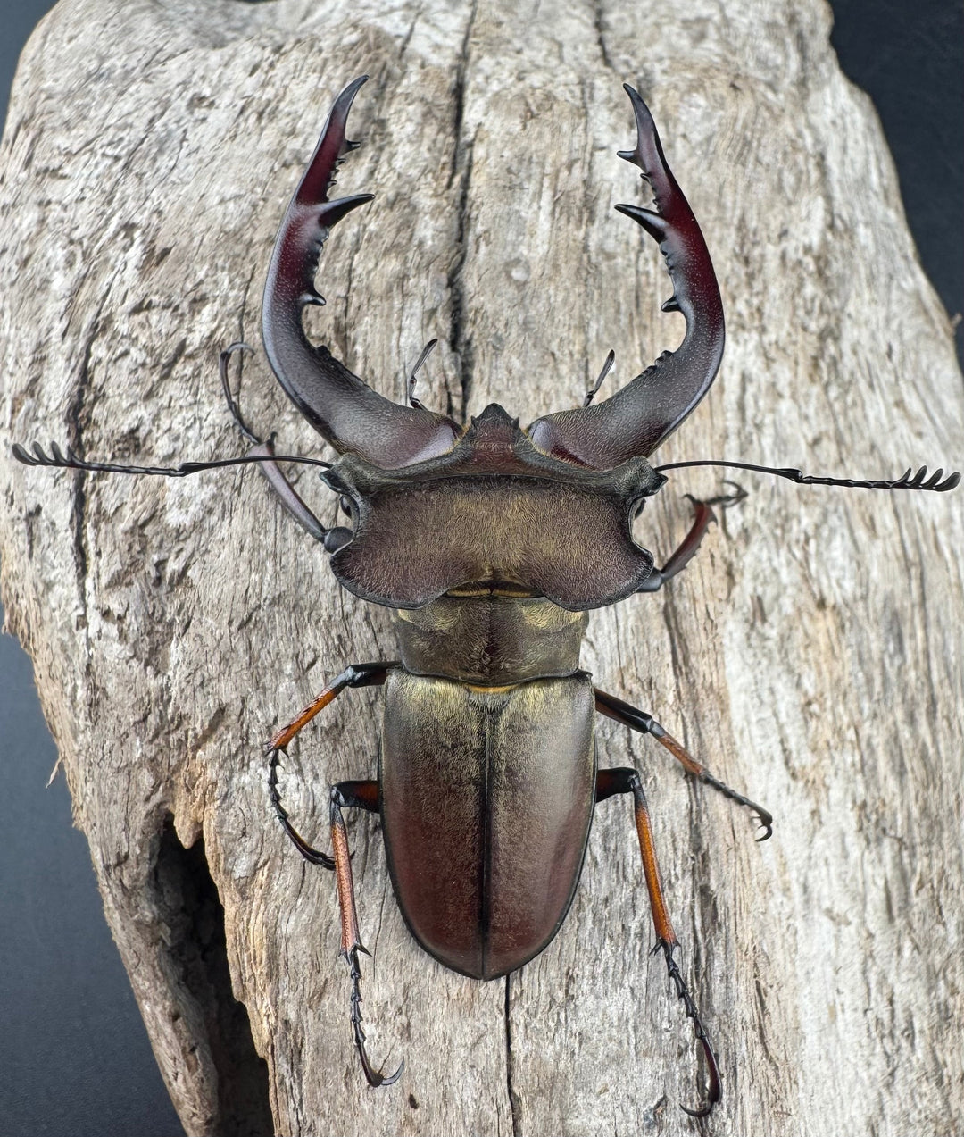 【WD】《グラディウスミヤマ 60.5mm ペア》