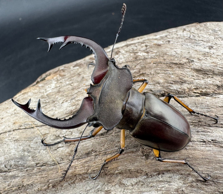 【WD】《フェアメイルミヤマ 雅安市産 57.5mm ペア》