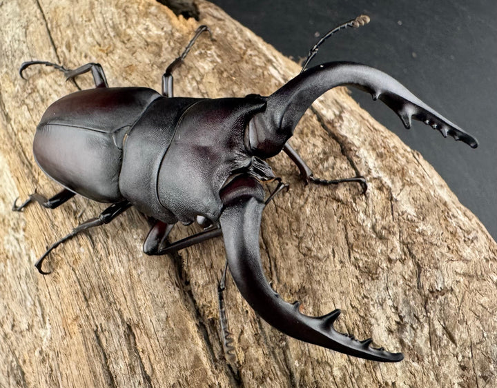 【WD】《ノコギリクワガタ 壱岐産 67mm ペア》