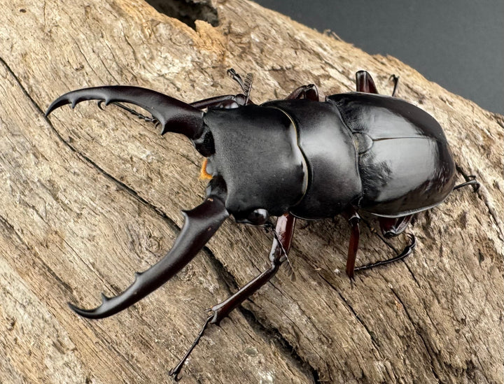 《ボーリンフタマタ亜種バミノルム 52.5mm ♂♀♀トリオ》