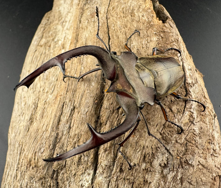 【WD】大型《クラーツミヤマ原名亜種 65mm ペア》①