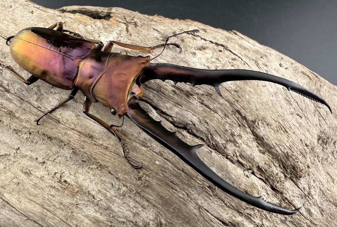 【美麗】《メタリフェルホソアカ 82mm ペア》セルヴォラン氏ブリード個体