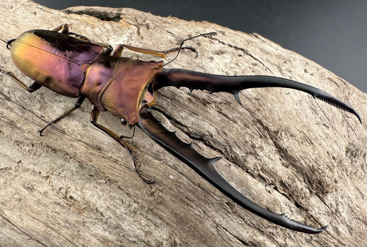 【美麗】《メタリフェルホソアカ 82mm ペア》セルヴォラン氏ブリード個体