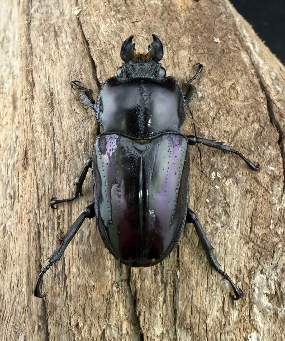 《ニジイロクワガタ 紫紺系 55.5mm ペア》