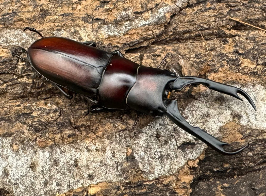 【WD】《カプレコルヌスウスバ 40mm ペア》