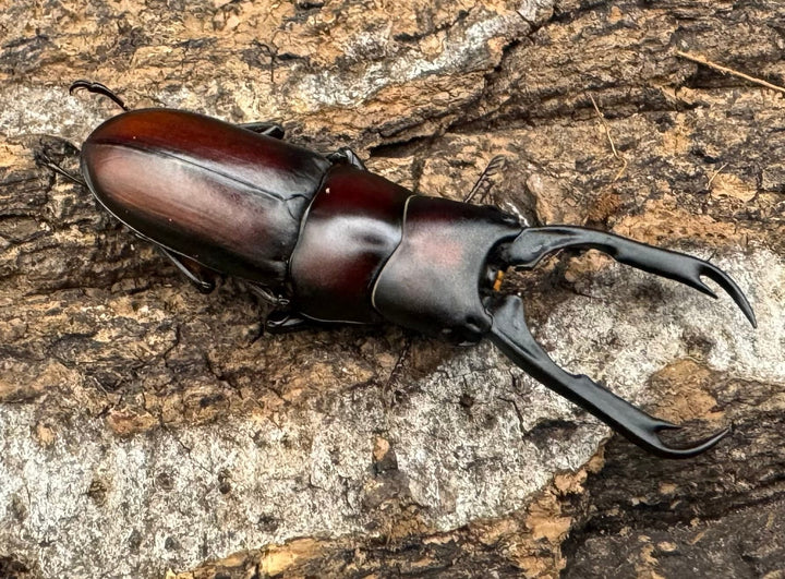 【WD】《カプレコルヌスウスバ 40mm ペア》