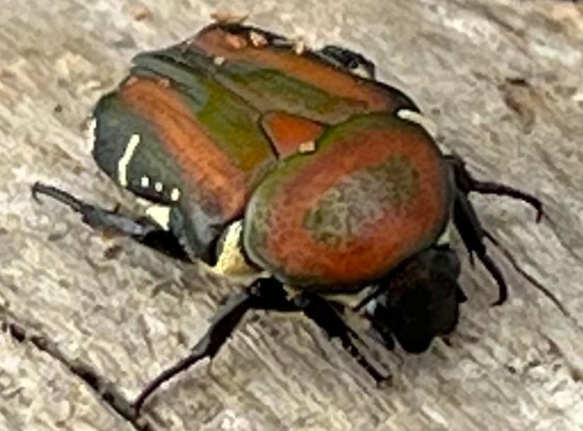 《ペテロビッツホソコハナムグリ Free ペア》