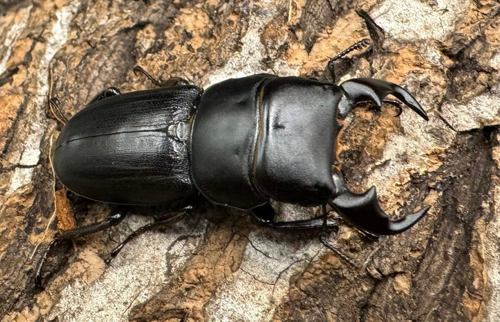 【WD】《ドルクス メンシウス 雅安市産 36.5mm ペア》