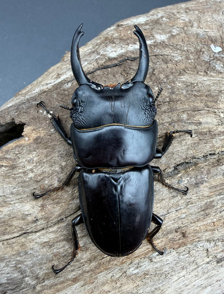 【WD】長歯《パプアヒラタクワガタ 52.5mm ペア》