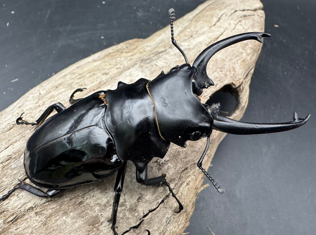 【WD】《ダールマンツヤクワガタ亜種celebensis 85.5mm ペア》