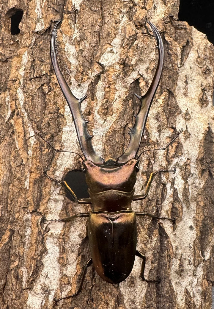 【WD】《メタリフェルホソアカ 89mm ペア》