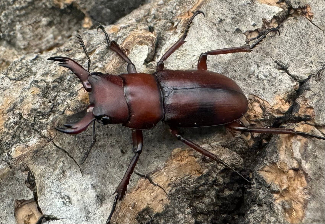 【WD】美麗種《ヨンレンセスジ 21mm ペア》