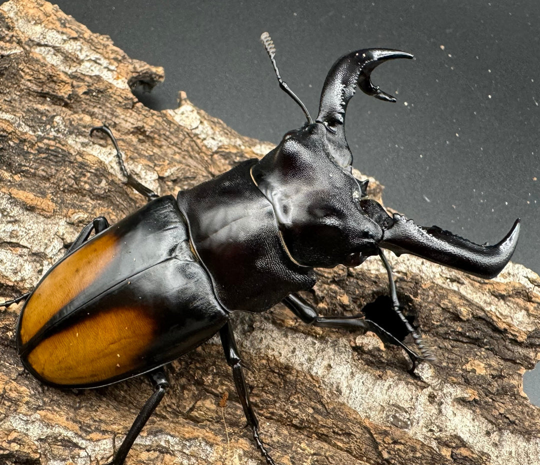 【WD】《セアカフタマタ（パリーフタマタ） 83.5mm A’品ペア》