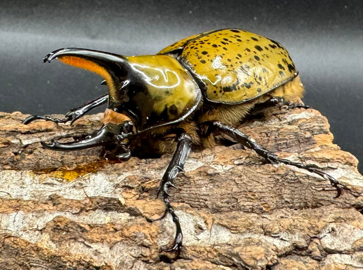 《ミヤシタシロカブト Free ペア》