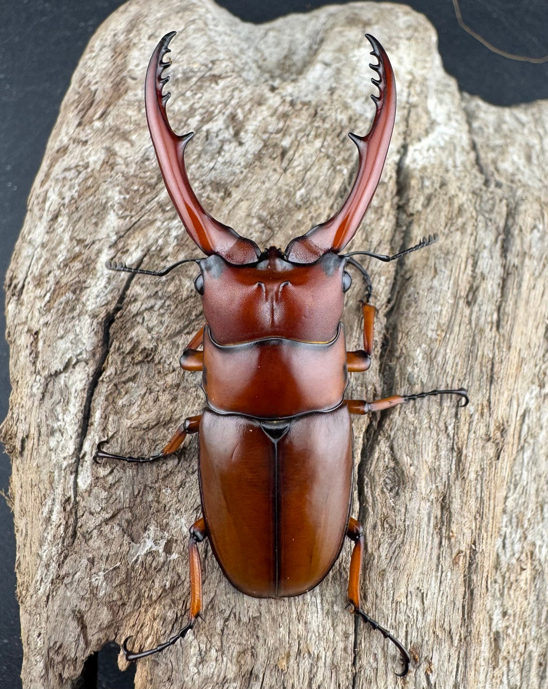 【WD】《アスタコイデス亜種fraternus ベトナム産 60mm ペア》