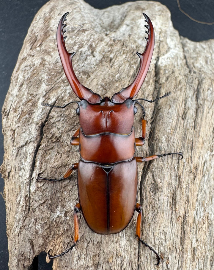 【WD】《アスタコイデス亜種fraternus ベトナム産 60mm ペア》