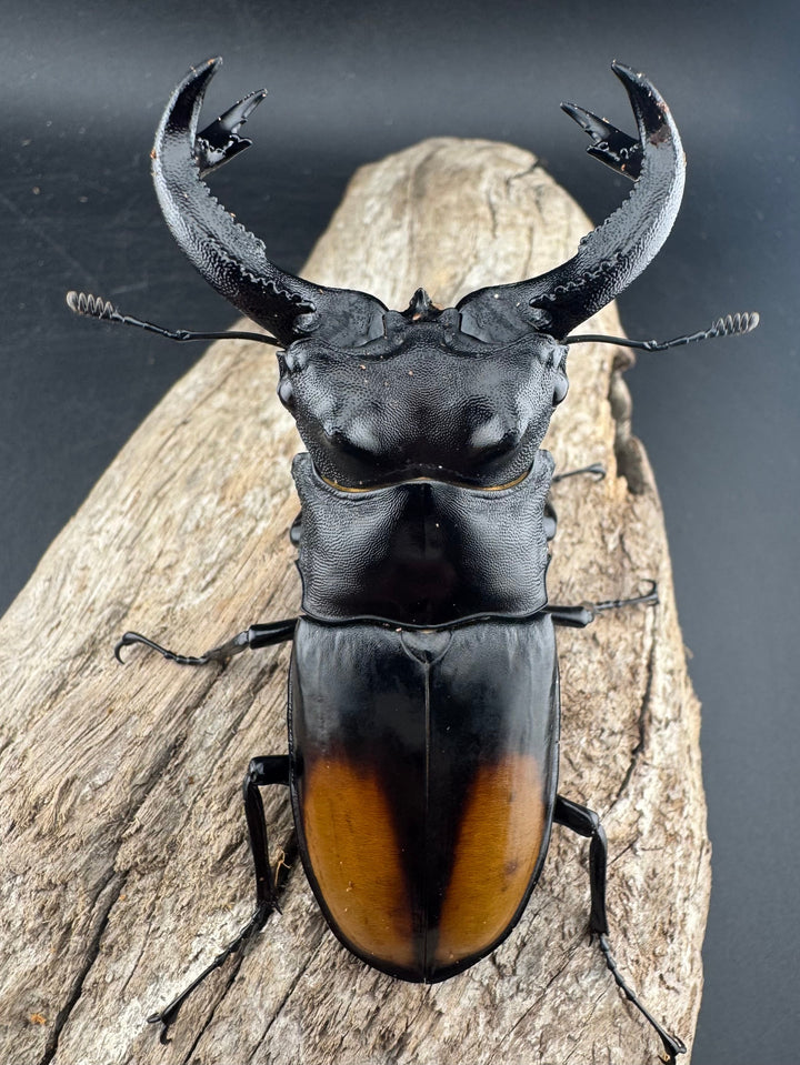 【WD】《セアカフタマタ（パリーフタマタ） 87mm ペア》