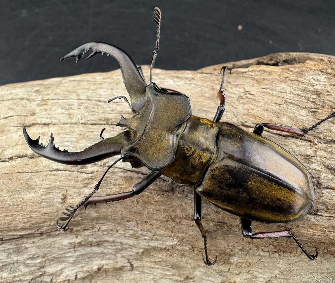 【WD】《チェンミヤマ メトク産 54.5mm ペア》