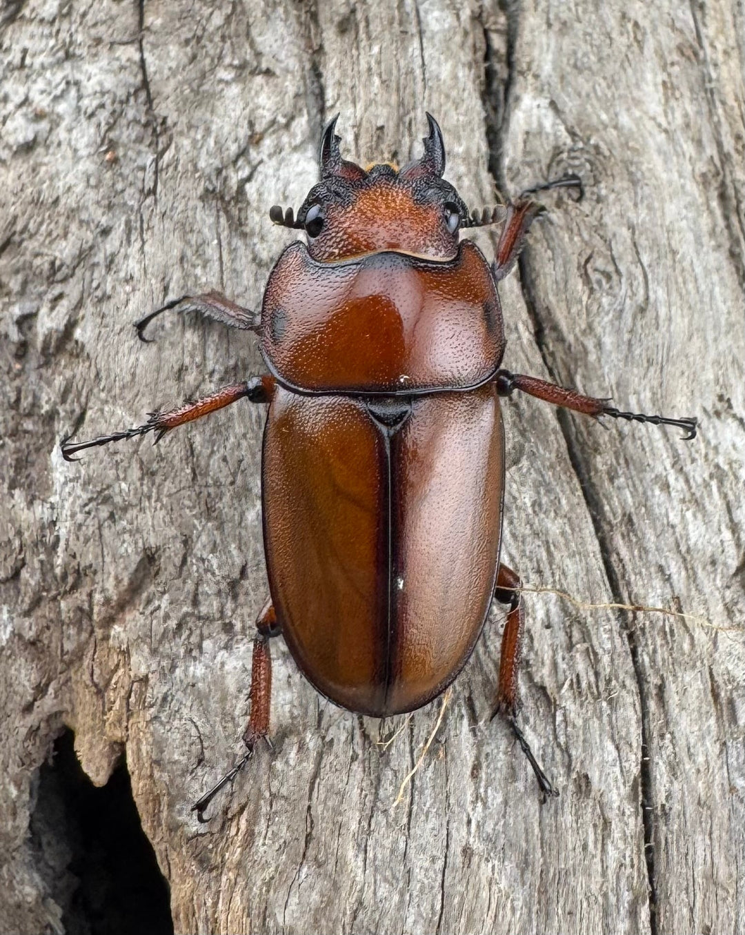 《カスタネウスノコギリ ヒマラヤ東部亜種 53mm ペア》