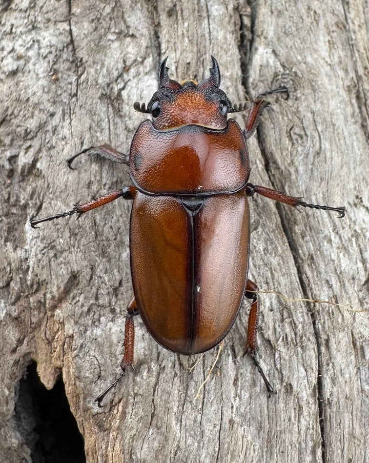 《カスタネウスノコギリ ヒマラヤ東部亜種 53mm ペア》